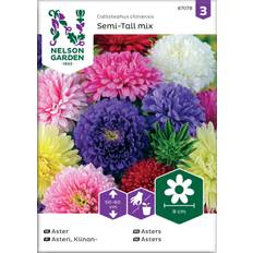 Nelson Garden Aster, Dubbel, mix