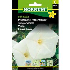Krukker, Planter & Dyrkning Hornum Pragtsnerle, Bona Nox C Blomsterfrø