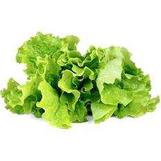 Click and Grow Insalata Di Lattuga Di Grano Smart Garden & 3 Piantine