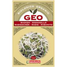 Geo Bavicchi Rädisfrö Groddning eko