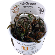 1 2 grow TROPICA pinnatifida 1-2-grow