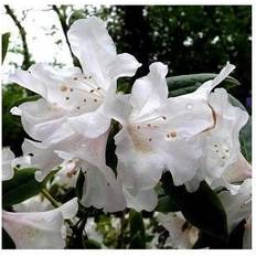 Sommerblomster Dværg Rhododendron Dora Amateis