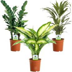 Indoor Plant Mix 3 Plants