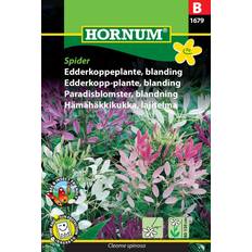 Hornum Frø Hornum Edderkoppeplante, blanding, Spider B 1679 Blomsterfrø