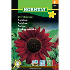 Solsikke frø Hornum Solsikke frø, Velvet Queen Blomsterfrø