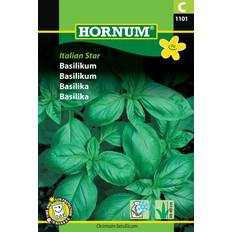 Hornum Basilika 'Italian Star' frö