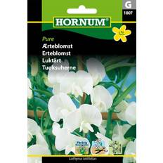 Hornum Ærteblomst frø, Pure Blomsterfrø