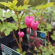 Løjtnantshjerte Dicentra spectabilis Blomsterfrø