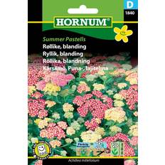 Hornum Røllike Blomsterfrø