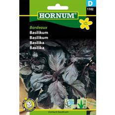 Hornum Basilika 'Bordeaux'