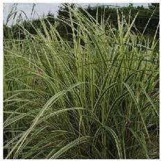 Elefantgræs MISCANTHUS sinen. 'Variegatus' Elefantgræs Sommerblomst