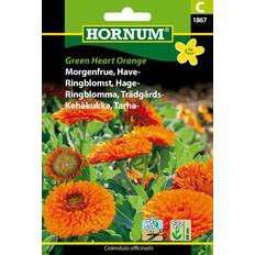 Hornum Blomsterfrø Hornum Morgenfrue, Have-, Green Heart C 1867 Blomsterfrø