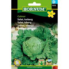 Hornum Salat, Iceberg, Calmar D 1313