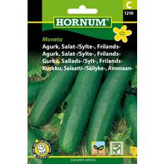 Hornum Agurk, Salat-, Frilands-, Moneta C 1210 Grøntsagsfrø