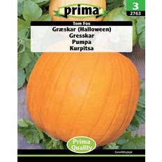 Prima Græskar Halloween Tom Fox frø Grøntsagsfrø