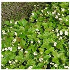 Sommerblomster FRAGARIA 'Rügen' Månedsjordbær/Prydjordbær