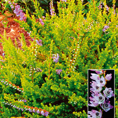 Calluna Vulgaris 'Wickwar Flame' Potteplante