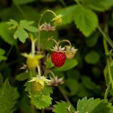 Skovjordbær Skovjordbær - Fragaria vesca Blomsterfrø