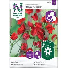 Puut ja Pensaat Nelson Garden Luktärt, Royal Scarlet, röd
