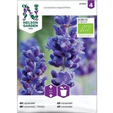 Nelson Garden Økologisk Lavendel frø Prydbusk