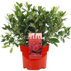 Very Azalea Japonica Red Colourful Evergreen Garden Plant