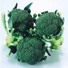 Broccoli frö Johnson's Broccoli 'Matsuri' F1