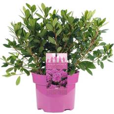 Azalea Japonica