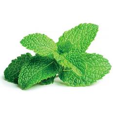 Click and Grow & Smart Garden Refill: Peppermint Krydderurtefrø
