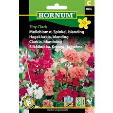 Krukker, Planter & Dyrkning Hornum Mølleblomst, Spinkel, blanding, C 1835 Blomsterfrø