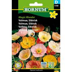 Hornum Valmue Sibirisk Magic Wonder Blomsterfrø
