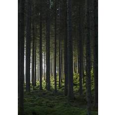 Svarta Posters Venture Home Poster Woods 21x30 Poster