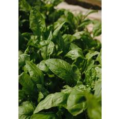 Venture Home Poster Green leaf 21x30 Poster