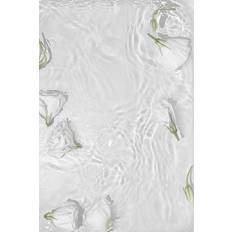 Venture Home Poster - White roses Poster