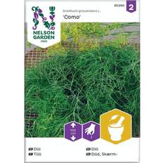 Puut ja Pensaat Nelson Garden Dill, Vanlig, Como