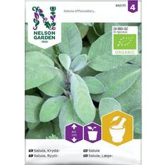 Nelson Garden Salvia, Krydd-. Organic Krydderurtefrø
