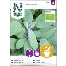 Nelson Garden Salvia, Krydd-. Organic