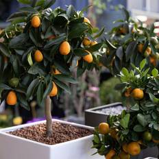 Soil Westland Citrus Potting Mix Enriched