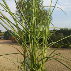 Prydbuske MISCANTHUS sinen. 'Nippon' Elefantgræs