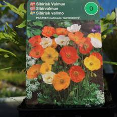Valmue frø Sibirisk Valmue Papaver nudicaule Gartenzwerg