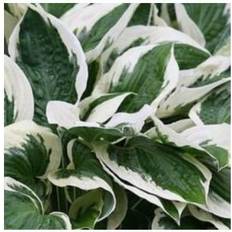 Hosta plante HOSTA hybrid 'Patriot' Funkia