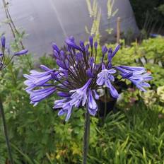 Agapanthus Agapanthus Hybrid 'Dr. Brouwer' Staude