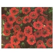 Rød Potentil Potentilla Prydbusk