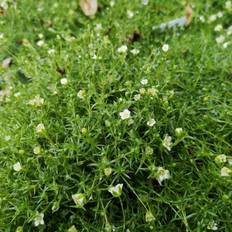 Firling - Sagina subulata Blomsterfrø