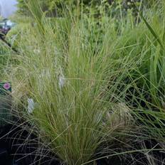 Hejregræs Stipa tenuissima Prydbusk