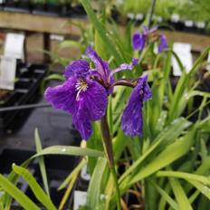 Sibirisk Iris Iris Prydbusk