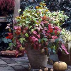 Very YouGarden Nandina 'Firepower' Pot