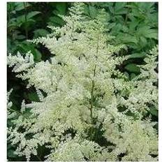 Deutschland Astilbe Deutschland Astilbe japonica Deutschland Prydbusk