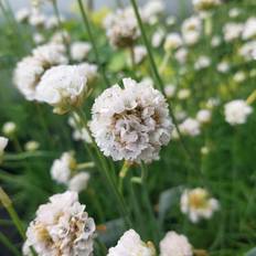 Engelsk græs frø Engelsk Græs Alba Armeria Blomsterfrø