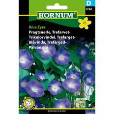 Hornum Pragtsnerle, Trefarvet-, Blue Eyes D