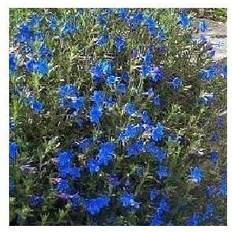 Stenfrø Heavenly Blue Lithodora diffusa Heavenly Prydbusk
